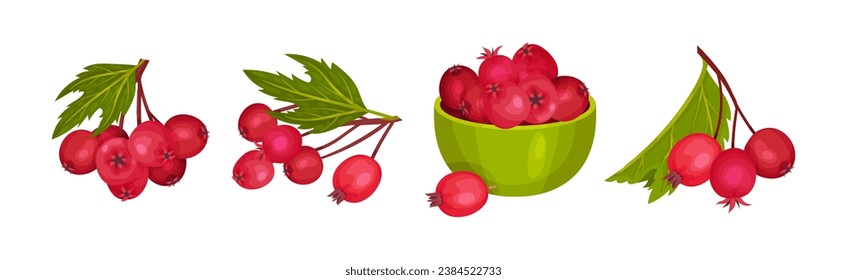 Hawthorn Berry Branches with Red Round Small Pome Fruit Vector Set