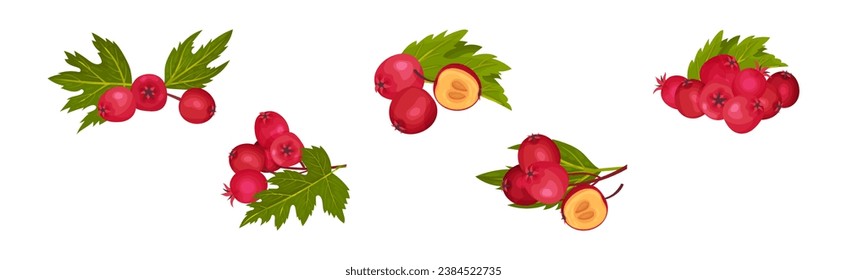 Hawthorn Berry Branches with Red Round Small Pome Fruit Vector Set