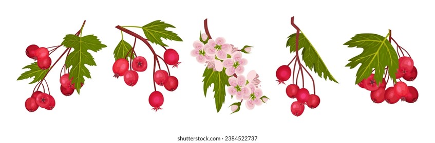 Hawthorn Berry Branches with Red Round Small Pome Fruit Vector Set