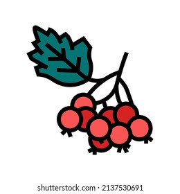 hawthorn berry color icon vector. hawthorn berry sign. isolated symbol illustration