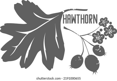 Hawthorn Berry And Flowers Vector Silhouette. Hawthorn Grey Outline Silhouette. Illustration Design Of Nature Medicine Concept.