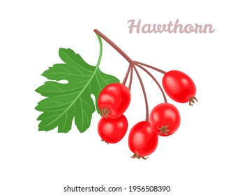 Hawthorn berry isolated on white background. Vector illustration in cartoon flat style.