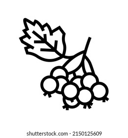 hawthorn berry line icon vector. hawthorn berry sign. isolated contour symbol black illustration