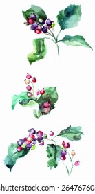 Hawthorn branch close up on white background. Watercolor.