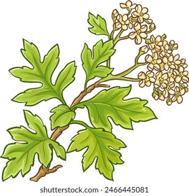 Hawthorn Branch Colored Detailed Illustration