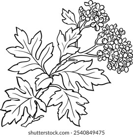 Hawthorn Branch with Flowers Outline Illustration