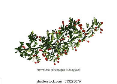 Hawthorn Branch Illustration