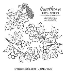 hawthorn branches vector set on white background