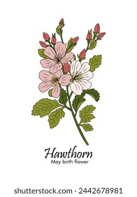 Hawthorn colored outline drawing vector on white.