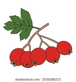 Hawthorn coloring pages for kids. Trace and color Hawthorn. Hawthorn line art isolated on white background vector. Kindergarten and preschool worksheets printable for kids. 