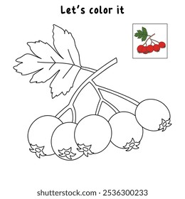 Hawthorn coloring pages for kids. Trace and color Hawthorn. Hawthorn line art isolated on white background vector. Kindergarten and preschool worksheets printable for kids. 