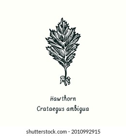 Hawthorn (Crataegus ambigua) leaf. Ink black and white doodle drawing in woodcut style.