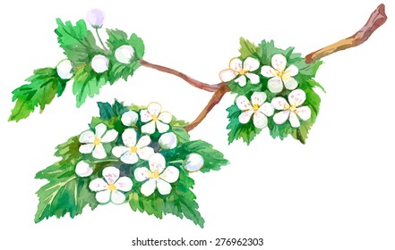 Hawthorn (crataegus) branch. Watercolor.