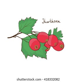 Hawthorn. Drawing on a white background. Sketch.
