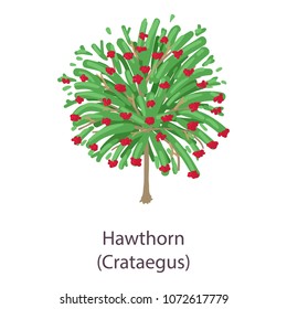 Hawthorn icon. Flat illustration of hawthorn vector icon for web