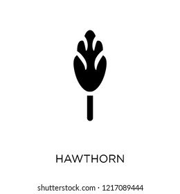Hawthorn icon. Hawthorn symbol design from Nature collection. Simple element vector illustration on white background.