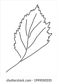 Hawthorn leaf in the doodle style. Hand-drawn silhouette with a berry. 
Botanical medicinal vector plant 
