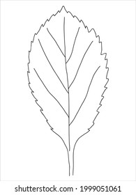 Hawthorn leaf in the doodle style. Hand-drawn silhouette with a berry. 
Botanical medicinal vector plant 
