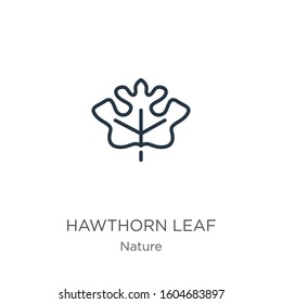 Hawthorn leaf icon. Thin linear hawthorn leaf outline icon isolated on white background from nature collection. Line vector sign, symbol for web and mobile