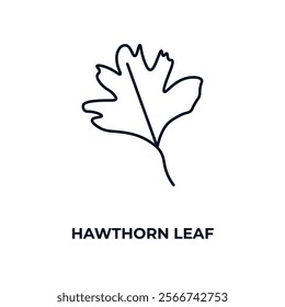 hawthorn leaf outline icon. Linear vector from nature concept. Thin line hawthorn leaf icon isolated on white background