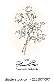 Hawthorn May birth month flower print. Botanical floral line art drawing with Hawthorn flower meaning. Hand drawn black ink outline vector illustration on watercolor beige background.