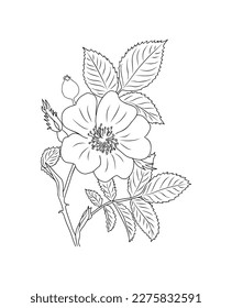 Hawthorn May birth month flower line art.