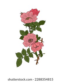 Hawthorn May birth month flower vector isolated. 