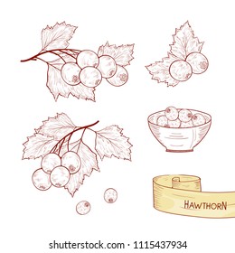 Hawthorn. Plant. Branch, berry, leaves. Sketch. Set. Monochrome