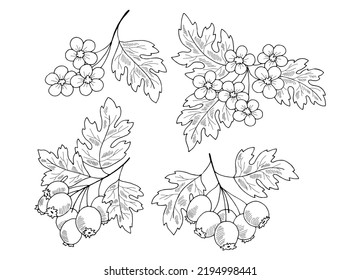 Hawthorn plant graphic black white isolated sketch illustration vector 