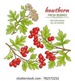 Hawthorn Vector Set