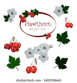 Hawthorn. Vector set of red berries, flowers and hawthorn leaves