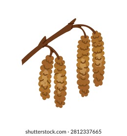 Hazel catkins hanging from tree branch. Medicine. Useful healing ingredient. For pollen concepts, educational materials, seasonal graphics and nature designs.