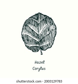Hojas de Hazel (Corylus). Dibujo de doodle en blanco y negro con tinta de madera.