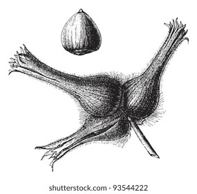 Hazel (Corylus rostrata) / vintage illustration from Meyers Konversations-Lexikon 1897