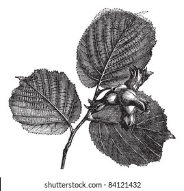 Hazel or Corylus sp. showing leaves and nuts with spiny involucres, vintage engraved illustration. Trousset encyclopedia (1886 - 1891).