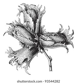 Hazel (Corylus tubulosa) / vintage illustration from Meyers Konversations-Lexikon 1897