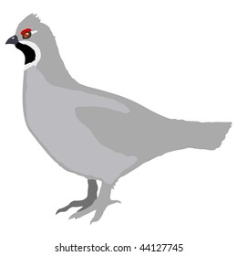 hazel grouse