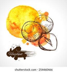 Hazel  label spot - vector illustration