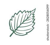 Hazel Leaf with Serrated Edges and Veins. Hand Drawn Doodle Style Filbert Illustration Isolated on Light Background. Minimalist Outline Icon and Symbol for Herbal Tea Label, Packaging and Print.