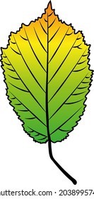 hazel leaf vector colour autumn