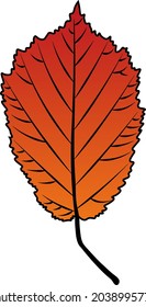 hazel leaf vector colour autumn
