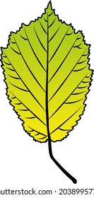 hazel leaf vector colour autumn