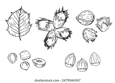 Hazel nut hand drawn vector set. Isolated flat hazelnut in shell and peeled with leaves engraved sketch.  Natural healthy food hazelnut organic food collection for design. Vegetarian diet snack icons