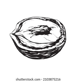Hazel nut. Insulated flat half hazelnuts in shell and peeledю sketch icons. Natural healthy hazel nut organic food collection. Vegetarian diet snack vector illustration. Hazelnuts set.