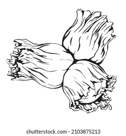 Hazel nut. Isolated flat hazelnut in shell  with leaf. sketch icons. Natural healthy hazel nut organic food collection. Vegetarian diet snack vector illustration. Hazelnuts set. whole walnut