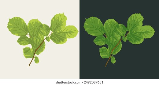 Hazel thin twig with leaves on white, dark background. Image trace, cleaned and simplified illustration. Realistic style. Not AI.