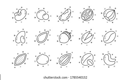 Hazelnut, Almond nut and Peanut. Nuts and seeds line icons. Walnut, Brazil nut, Pistachio icons. Cacao and Cashew nuts. Linear set. Geometric elements. Quality signs set. Vector