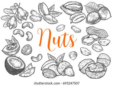 Hazelnut, almond, walnut, peanut, coconut, pecan, pistachio, cashew, nutmeg seed vector. Isolated on white background. Nut milk, butter food ingredient. Engraved hand drawn illustration.
