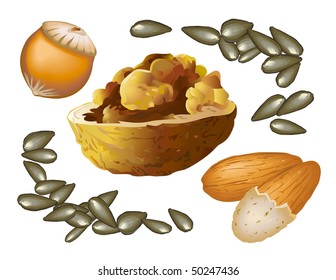 Hazelnut, almont, walnut, sunflower's seed