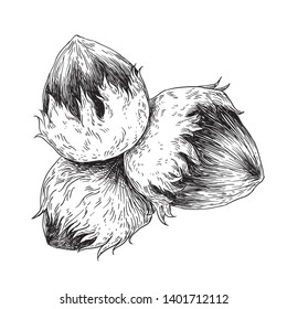 Hazelnut - black and white engraving vector illustration 